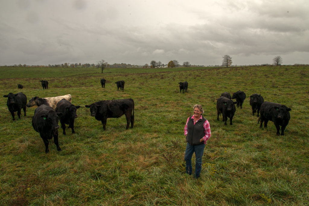 Swift Level Farms, Jennifer "Tootie" in the field with cows